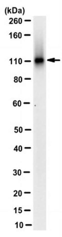 SART-3 Mouse anti-Mouse, Human, Clone: 1C4H6, MilliporeSigma™